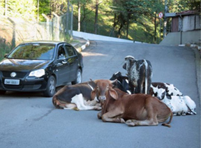 As vacas ficaram no local por cerca de três horas - Luiz Claudio Barbosa Futura Press/AE